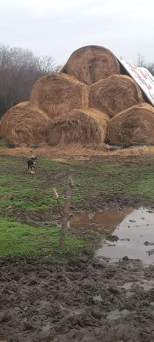 baloti rotunzi de paie și Fan, 180 cu 120.marime