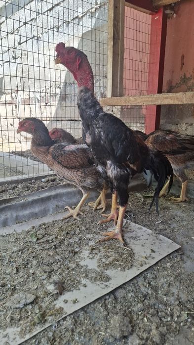 дакан, бойцов шамо