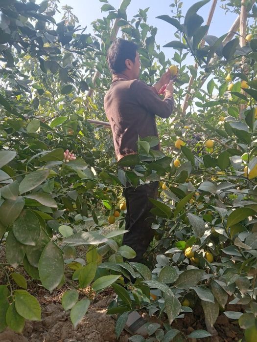 Лимон серхосл кучатлар