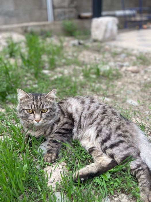 Мышелов/крысолов /кот