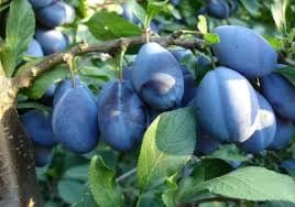 Prune de vanzare