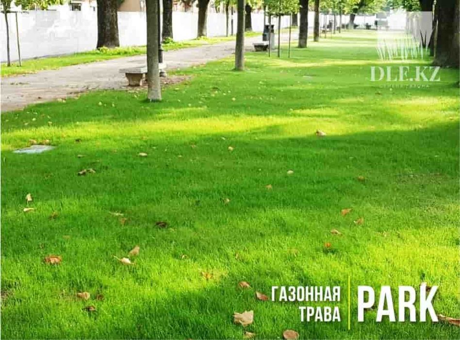 Засухоустойчивый газон Алматы