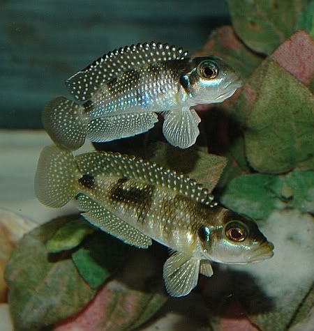 Lomprologus Meleagris f0