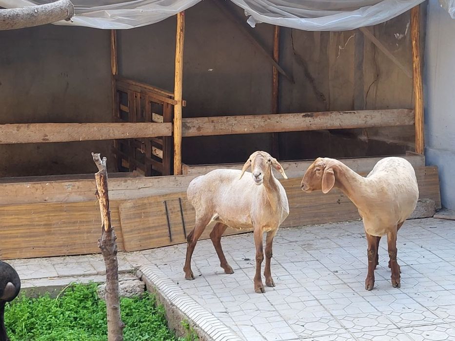 Ургочи зотли солу куйлар