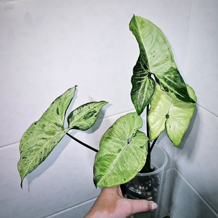 Сингониумы сортовые