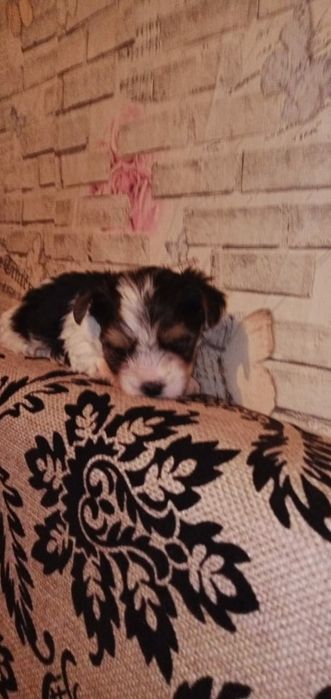 Продам щенков бивер йорк