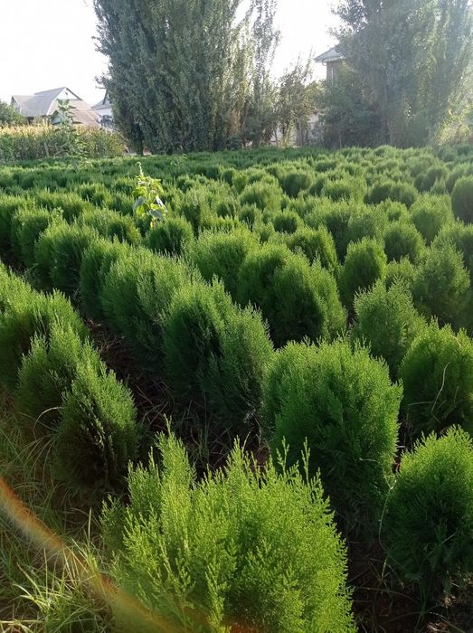 Түрлі көшеттер Шыршалар