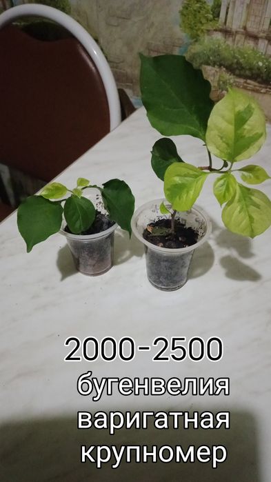 Продам герани сортовые
