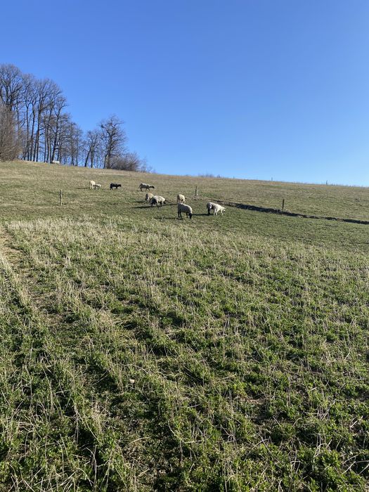 Oi de vânzare+berbec