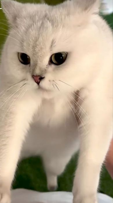 Продаются серебристые шиншиллы. Котята скотиш фолд и страйт.