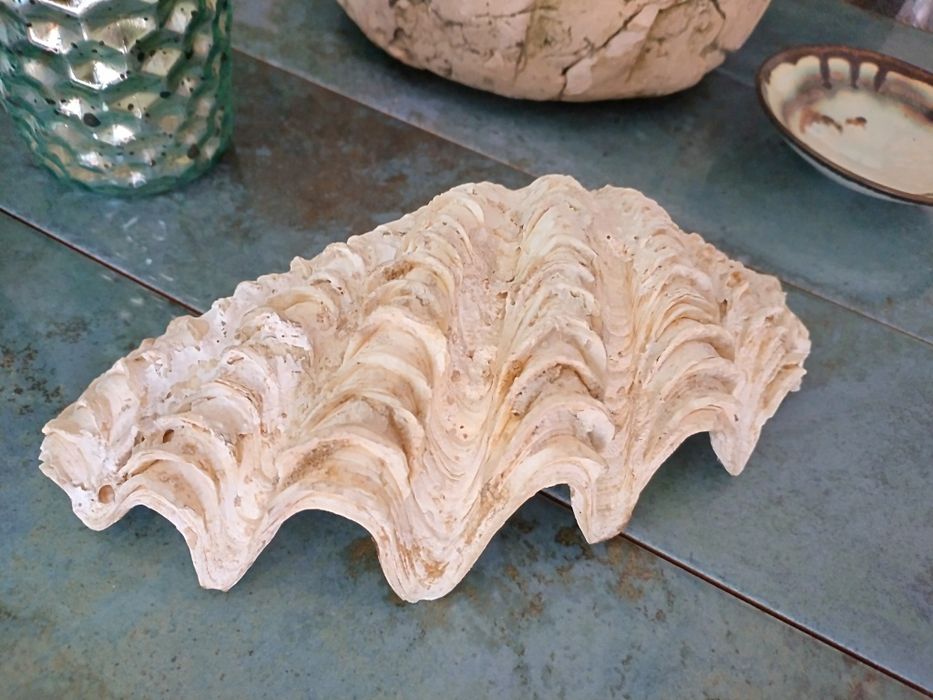 Голяма екзотична мида от Шри Ланка - 18 см