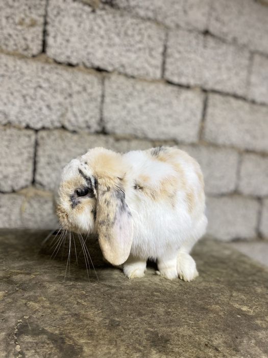 Quyon karlik baran sames