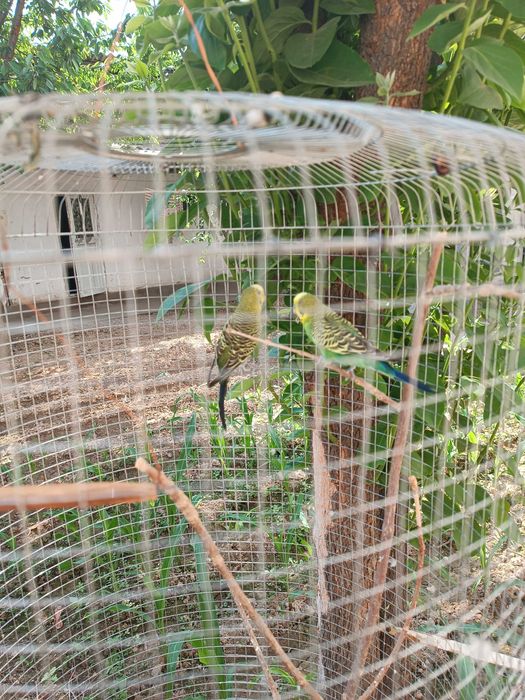 Продам попугайчиков парачка вместе свальером