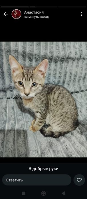 Милый пушистик ищет дом!