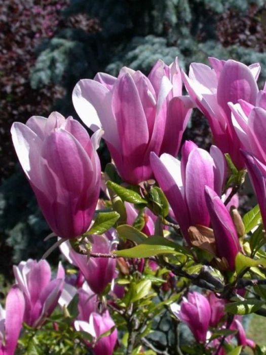 Magnoliya Sulanja daraxti guli pushti rangda