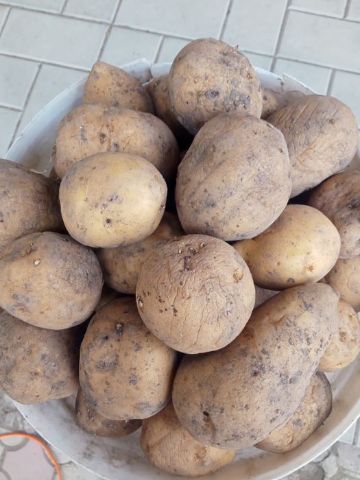 Продам картофель ведро на посадку