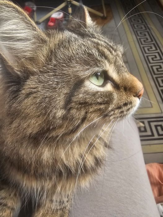 Отдадим кота в хорошие руки