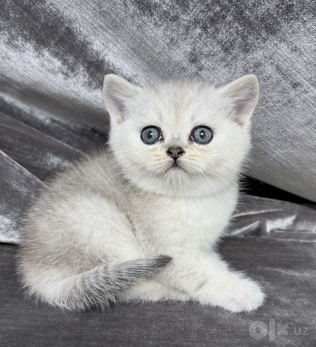 British Shorthair шиншилла