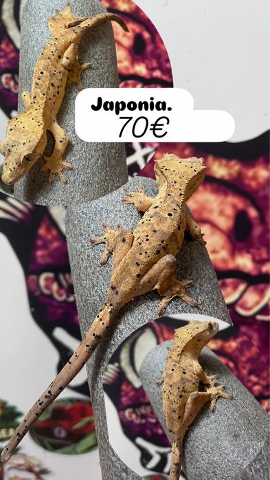 Crested gecko/ soparla/gecko cu creasta/reptila