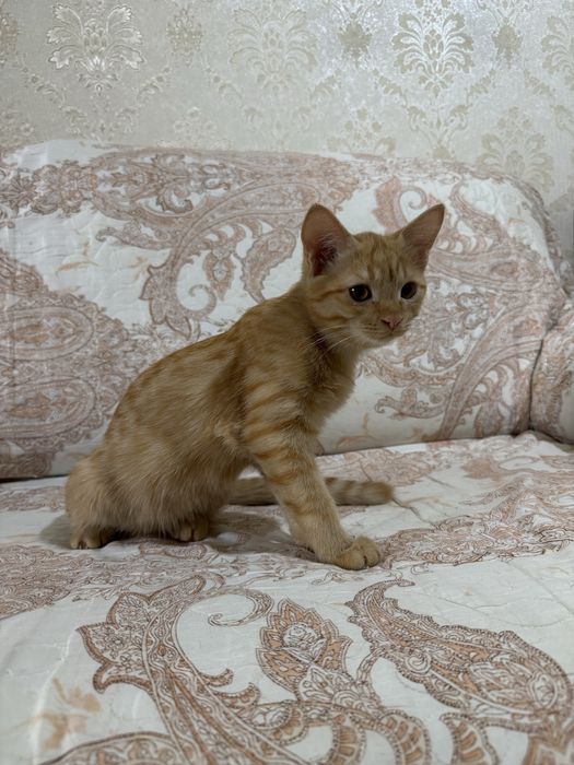 Рыжий котенок 4 месяца