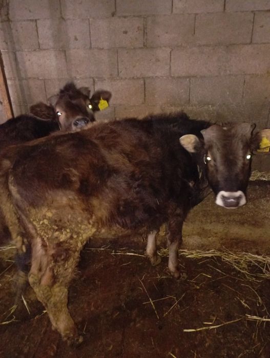 Продам годовалого бычка