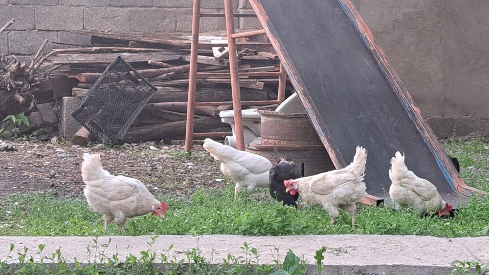 Легорн тауығы сатылады