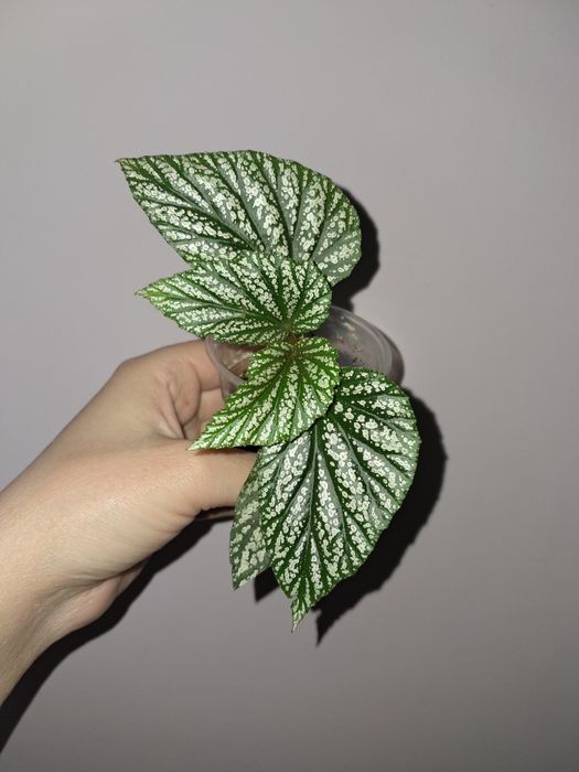 Бегония Серебристо-Крапчатая