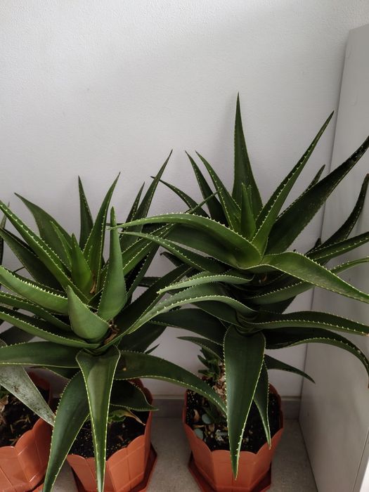 Plante Aloe Vera