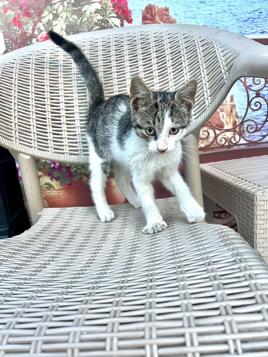 Подарявам мъжко котенце