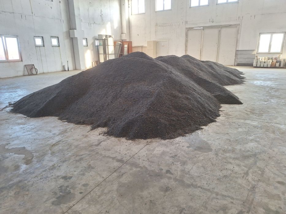 Vindem floare soarelui