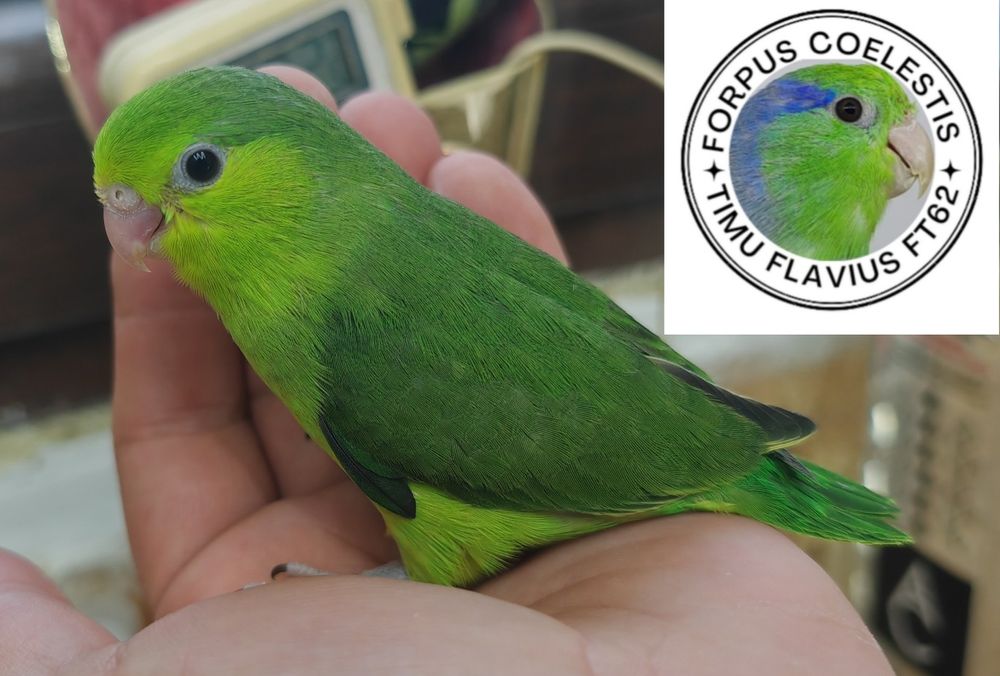 Papagali Forpus coelestis