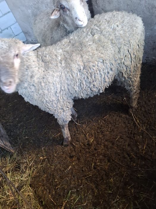 Продам кошкар меринос