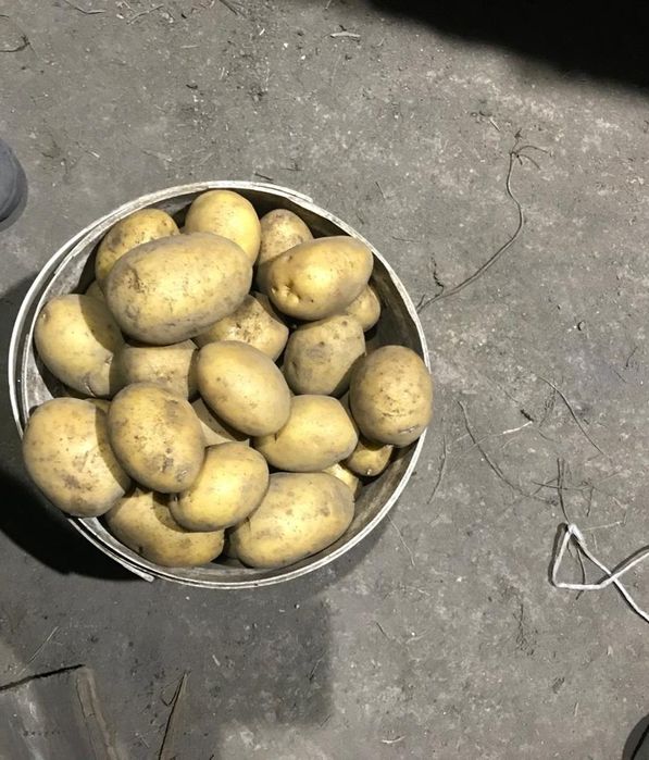 Домашний картофель