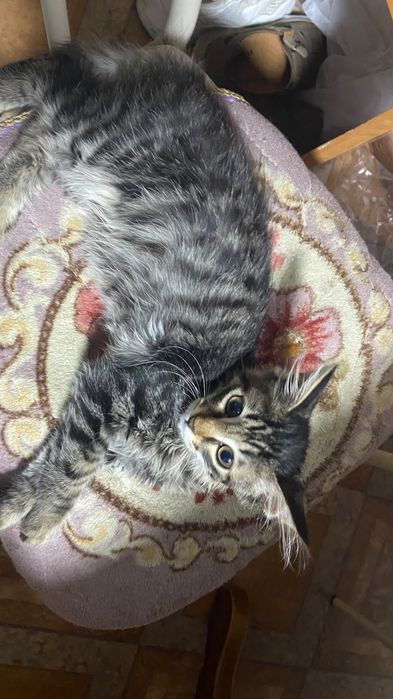 Котенок ищет дом