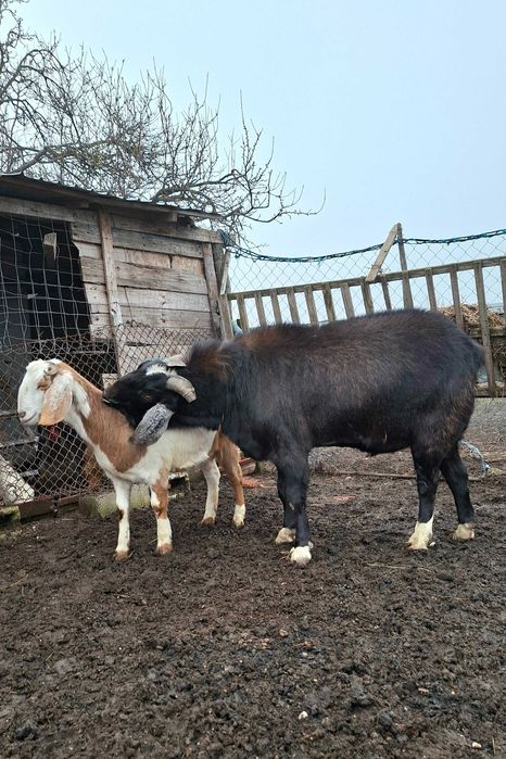 Disponibil tap angolo nubian in mai face 2 ani