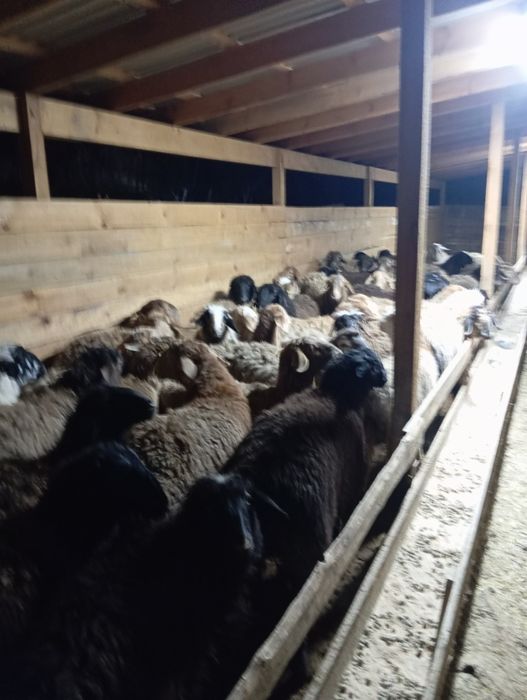 Продаются бараны
