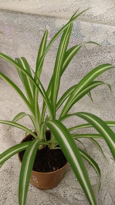 Продам Хлорофитум. 5 сортов