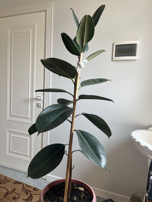 Продается комнатные цветы