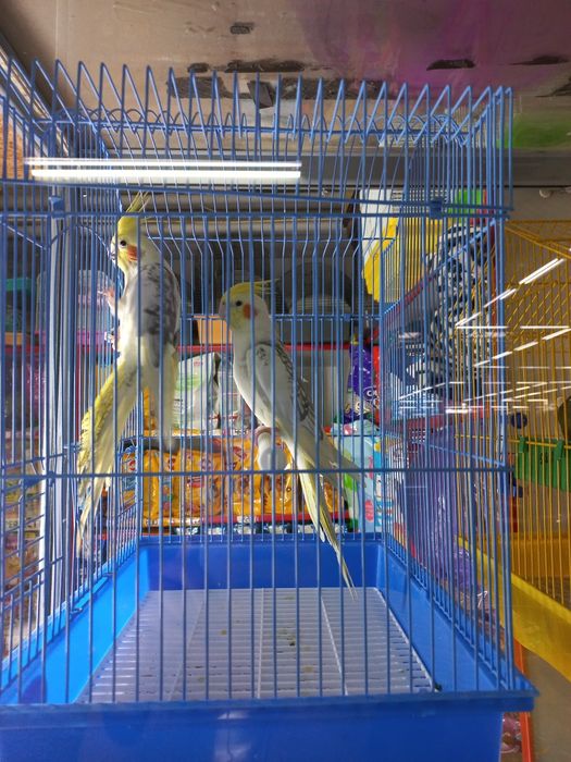 Кореллы молодые ручные