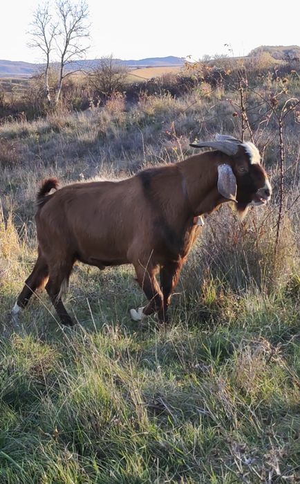 Țap și capre disponibile