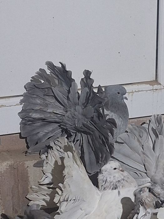 Fazani argintii și voltati indieni