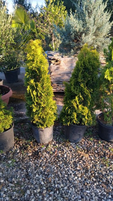 Gard viu din leilandi sau tuia