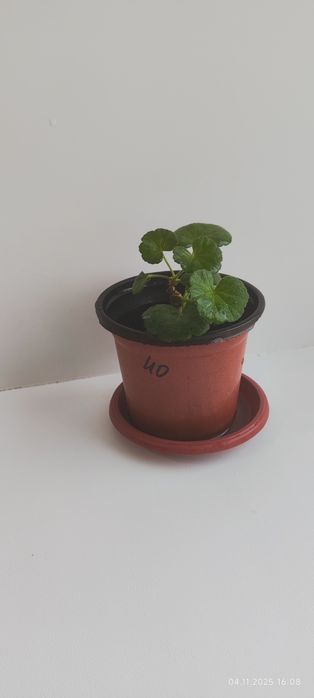 Продам укорененные ростки . Белой герани