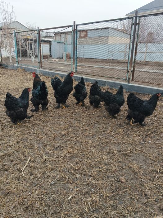 Цыплята породы Брама