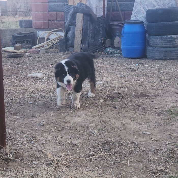 Кайнар булак дача