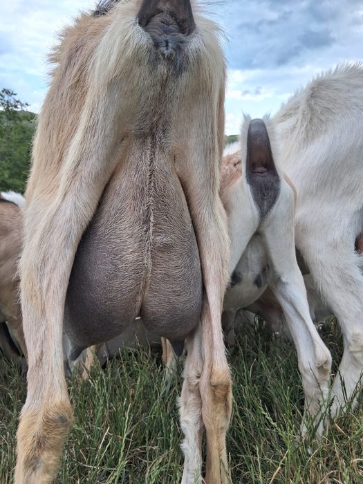 Vand carcasa de iedut