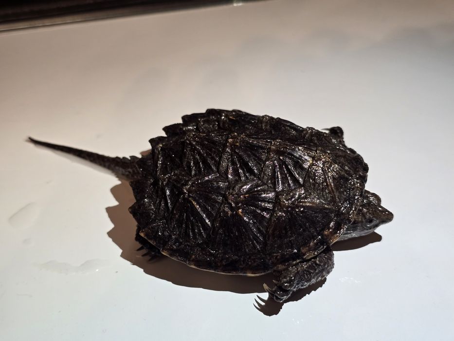 Каймановая черепаха