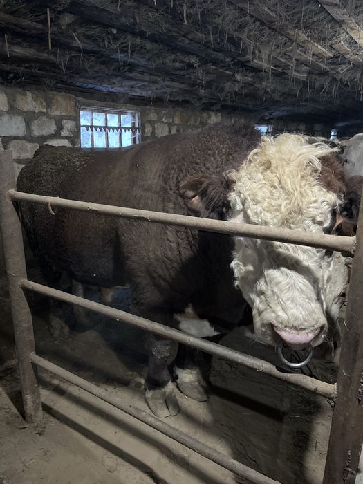 Бұқа сатылады 1,5 млн