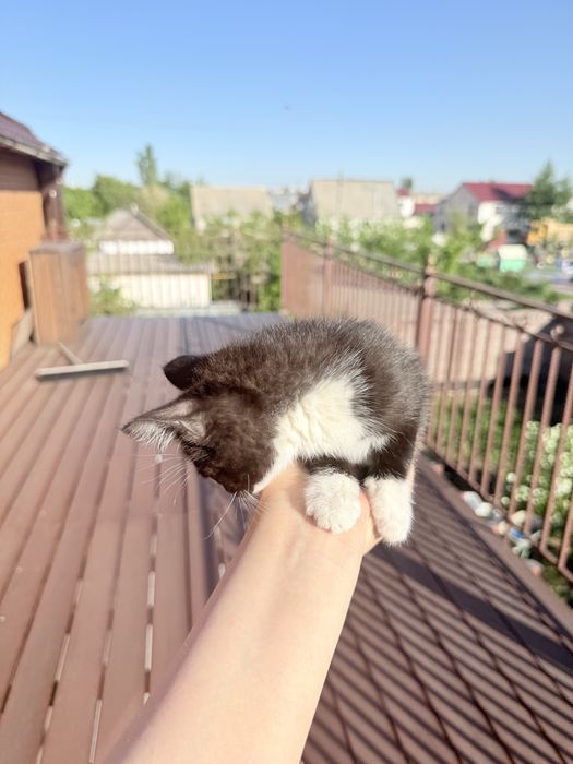 Отдам котенка бесплатно
