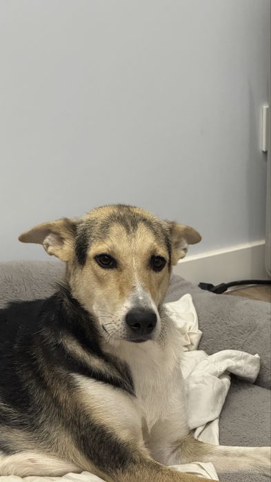 Пристраивается добрая девочка